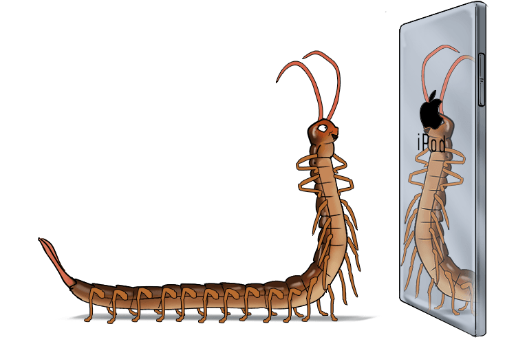 Using it as a mirror, it looked into the rear of the iPod (myriapod) and the centipede could see its many legs